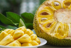 Tak Hanya Manis, Nangka Diam-Diam Jadi Pelindung Tubuh dari Virus
