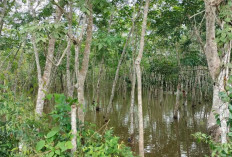 Waspada Binatang Berbisa saat Banjir