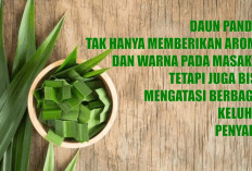 Daun Pandan: Ramuan Tradisional Serbaguna untuk Berbagai Penyakit