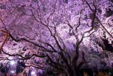 Pesona Taman Rikugien Tokyo di Musim Gugur: Kolam, Daun Maple, dan Pencahayaan Malam