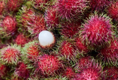 Manfaat Tersembunyi Kulit Rambutan: Dari Antioksidan hingga Penurun Kolesterol