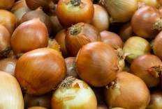 Cuma dari Dapur! Bawang Bombai Ternyata Ampuh Tangkal Penyakit Jantung dan Kanker!