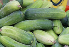 Jangan Remehkan Mentimun! Sayur Ini Ampuh Detoks Tubuh dan Tingkatkan Energi!