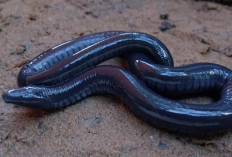 Cacing Javan Caecilian: Mengenal Lebih Dekat Makhluk Misterius Bawah Tanah