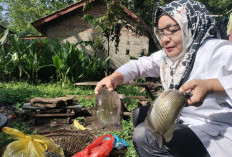 Ikan Sungai Melimpah di Pasar Pangkalan Balai, Harganya Murah Meriah!