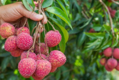Jarang Disadari! Ini 7 Manfaat Leci untuk Kesehatan yang Bisa Bikin Kamu Takjub