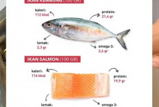 Mana yang Kamu Pilih ? Ikan Salmon Atau Ikan Kembung