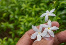 Tak Hanya Harum, Bunga Melati Bisa Jadi Minuman Kaya Khasiat