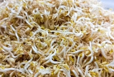Konsumsi Tauge Rutin, Cara Sederhana Melindungi Jantung dari Penyakit Kardiovaskular