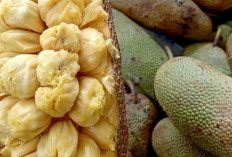 Sering Zonk Saat Memilih Buah Cempedak, Simak 6 Tips Ini