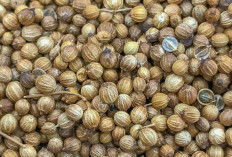 Cuma Pakai Biji Ketumbar, Infeksi dan Jamur di Kulit Bisa Hilang Tanpa Obat Kimia