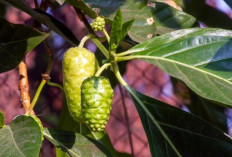 Mengejutkan! Inilah 7 Manfaat Buah Mengkudu yang Jarang Diketahui