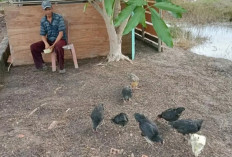 PJ Bupati Banyuasin Ajak Kades Hidupkan Gerakan Tanam Sayur, Ternak Unggas, dan Perikanan Rakyat