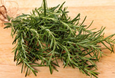 Rosemary: Tanaman Aromatik yang Bisa Dijadikan Balsam Alami Pengusir Nyeri