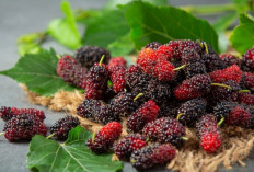 Bukan Sekadar Buah, Murbei Ternyata Bisa Jaga Berat Badan dan Pencernaan Sekaligus