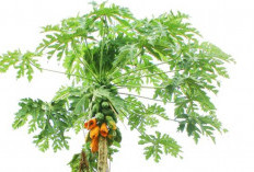 Tips Menjaga Kesehatan Hati dengan Konsumsi Daun Pepaya