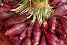 Bawang Dayak dan Kandungan Alaminya yang Efektif Atasi Diabetes