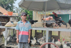 Harga Ayam Kampung di Pangkalan Balai Melonjak Tinggi, Tembus Rp 85.000/Kg