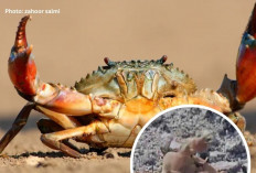 Keajaiban Autotomi: Mekanisme Pertahanan Diri pada Kepiting yang Jarang Diketahui