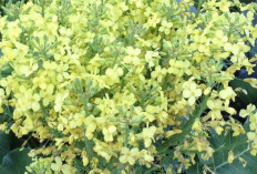 Brokoli, Si 'Sayur' yang Bukan Sayur, Inilah Fakta Uniknya!