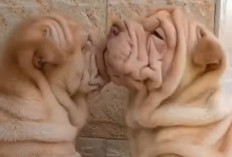 Shar Pei: Keunikan Anjing Berlipat dari Tiongkok