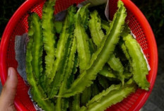 Rahasia Nutrisi Kecipir: Vitamin A, Vitamin C, dan Mineral Lengkap