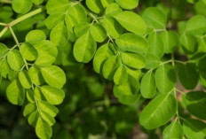 Rahasia Daun Kelor: Si Daun Ajaib yang Kaya Nutrisi
