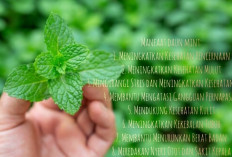 Rahasia Sehat Alami: 8 Manfaat Daun Mint yang Menakjubkan