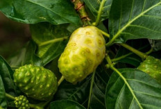 Mengkudu dan Perannya dalam Menurunkan Risiko Hiperglikemia