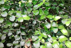 Terungkap! Khasiat Daun Bidara untuk Mengusir Jin dan Gangguan Gaib