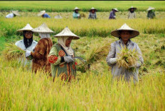 Produksi Padi Banyuasin Terus Meningkat: Potensi Pertanian Sumsel Semakin Cemerlang