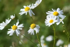 Teh Camomile: Minuman Alami yang Ampuh Atasi Gangguan Tidur