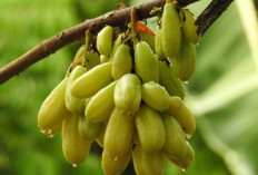 Konsumsi Belimbing Wuluh, Bantu Stabilkan Kadar Gula Darah Secara Alami