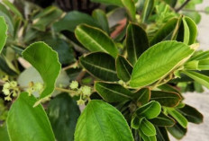 Benarkah Daun Bidara Efektif Menurunkan Kadar Gula Darah? Ini Penjelasannya