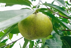 Black Sapote: Si Buah Cokelat yang Menawarkan Segudang Manfaat Kesehatan