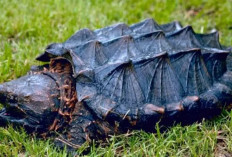 Fakta Unik Kura-Kura Aligator: Predator Purba yang Menakjubkan