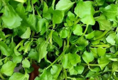 Kaya Vitamin dan Mineral, Ini Khasiat Selada Air untuk Tubuh Sehat