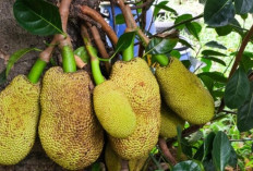 Nangka Bukan Sekadar Manis, Tapi Juga Ampuh Menurunkan Tekanan Darah
