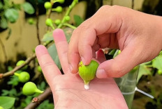 Kulit Gatal atau Berjamur? Coba Oleskan Getah Buah Tin!
