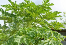 Menggali Khasiat Daun Pepaya: Dari Pencernaan hingga Daya Tahan Tubuh