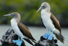 Fakta Menarik Burung Booby Kaki Biru, Si Penyelam Ulung