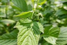 Jangan Remehkan Daun Sintrong, Ramuan Herbal untuk Atasi Radang Secara Alami