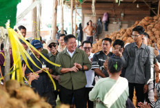 Ekspor Kelapa Sumsel Tembus Pasar Internasional