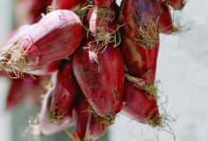 Rahasia Bawang Dayak: Herbal Tradisional yang Kaya Flavonoid dan Cegah Kanker