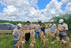Personil Polsek Pulau Rimau Cek Penanaman Jagung di Lahan PT CVA
