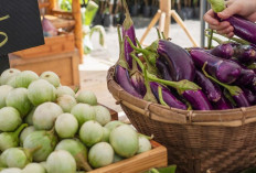 Manfaat Terong: Kaya Nasunin dan Serat, Efektif Turunkan Kolesterol dan Berat Badan