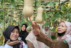 Tanaman Melon Golden dan Labu Madu Budidaya Dikembangkan di SMAN 1 Banyuasin III