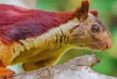 Bukan Tupai Biasa! Inilah Tupai Terbesar di Dunia dengan Warna Bulu Mencolok
