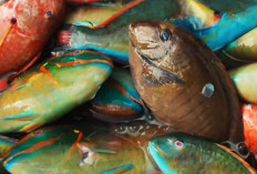 Fakta Unik Ikan Kakaktua: Dari Gigi Terkuat hingga Kemampuan Membuat Pasir