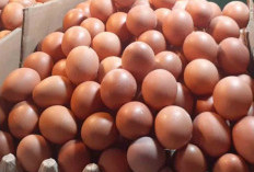 Emak-emak Banyuasin Menjerit, Harga Telur Tembus Rp 30.000 per Kg